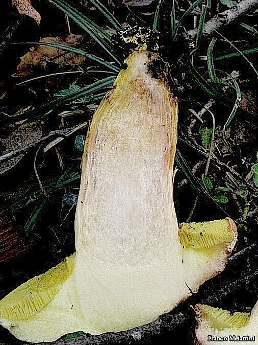 Xerocomus vari